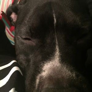 Meet your Posher, Sam